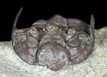 Bargain, Dalmanites Trilobite - Malvern, England #62872-2